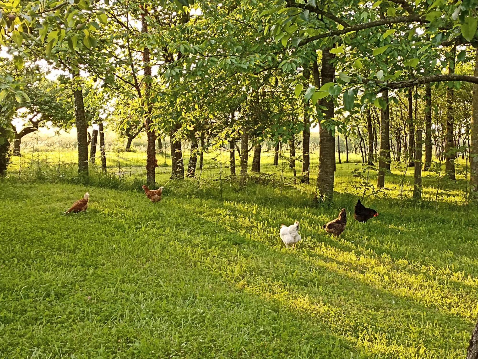 Gite Nature Et Detente Aubréville Exterior foto